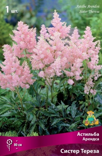 Корневище Астильба Арендса Систер Тереза I 1шт Поиск 