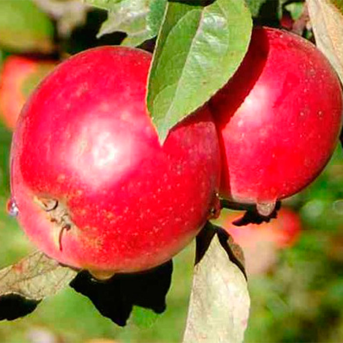 Яблоня Анис 3-х летка Tim 