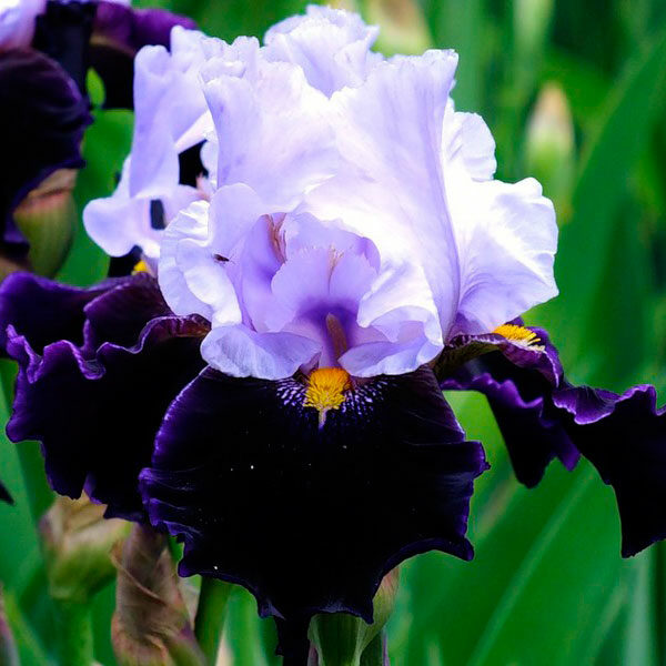 Ирис сибирский Найт Бриз v2 Tim 