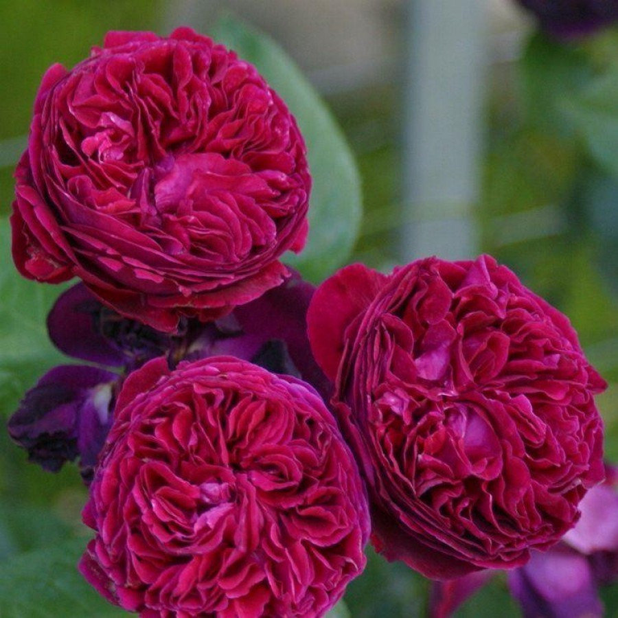 Роза английская Фальстаф v6 Tim 