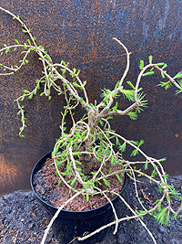 Лиственница европейская Комарек Хексе v3 25-30 Mt 