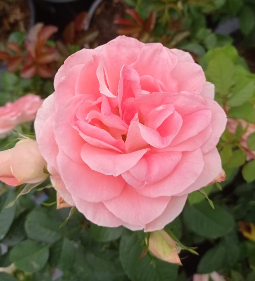 Роза английская Боскобель v6 Tim 