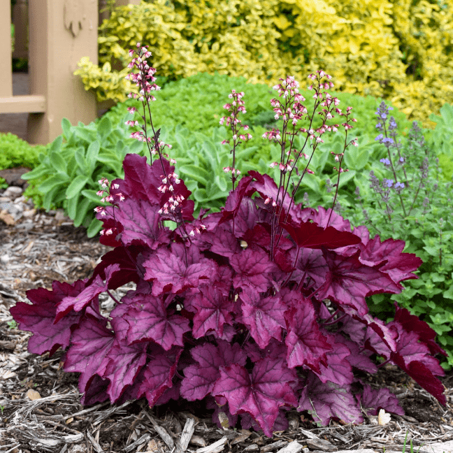 Гейхера Вайлд Роуз v2 Tim 