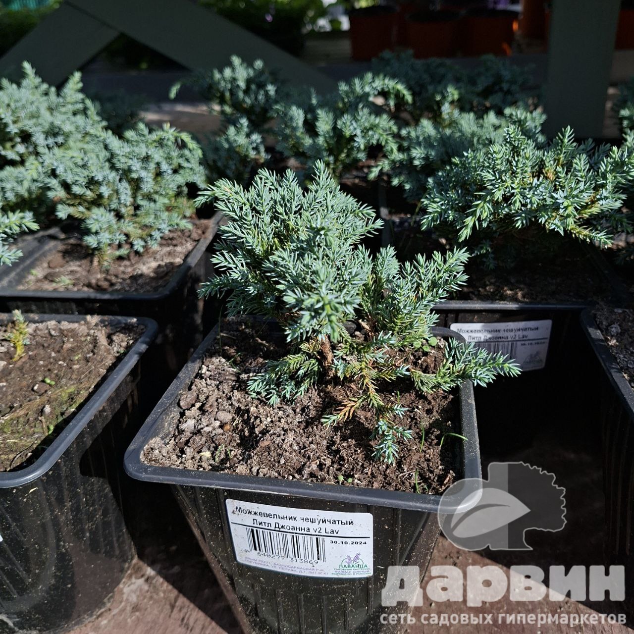 Можжевельник чешуйчатый Литл Джоанна v2 Lav 