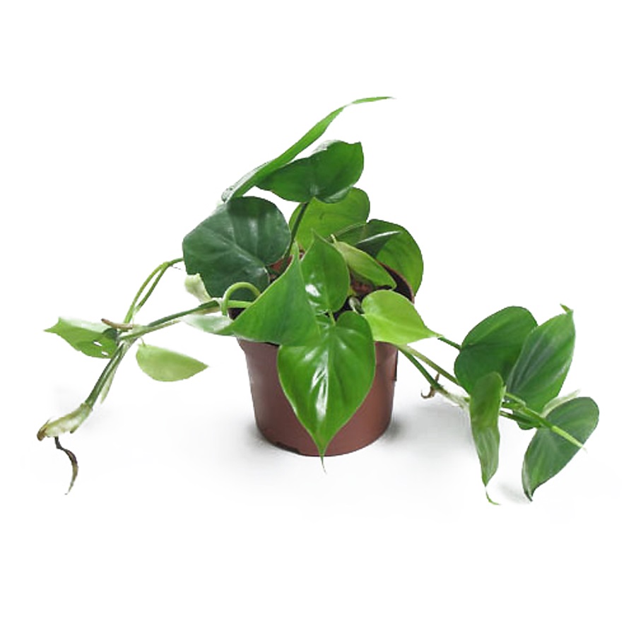 Филодендрон Сканденс d12 Tim 