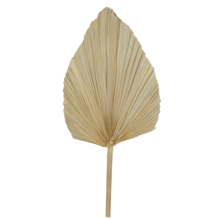 Сухоцветы Лист Пальмовый 60 см, белый по цене 