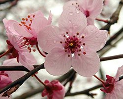 купить декоративную сливу