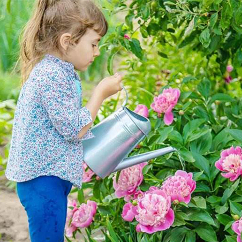 девочка поливает пионы из лейки девочка поливает пионы из лейки