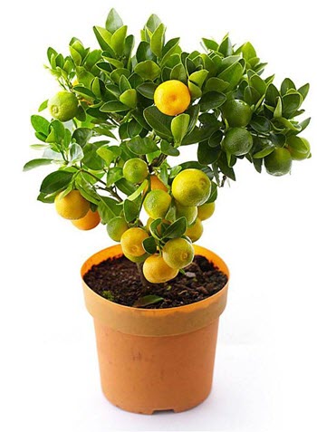 Цитрусовое дерево.jpeg