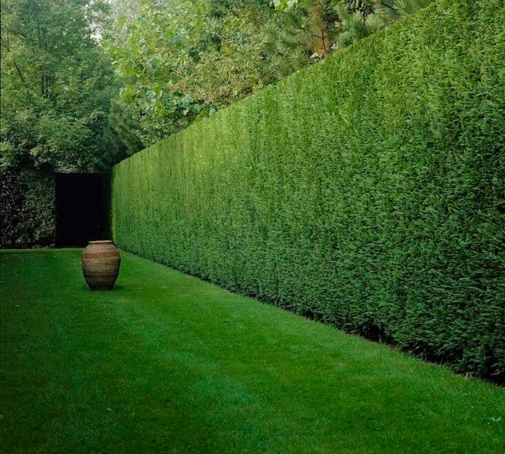 газон тень забор_.jpg