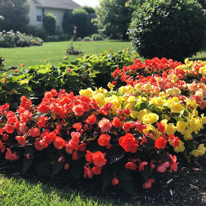 бегония в саду