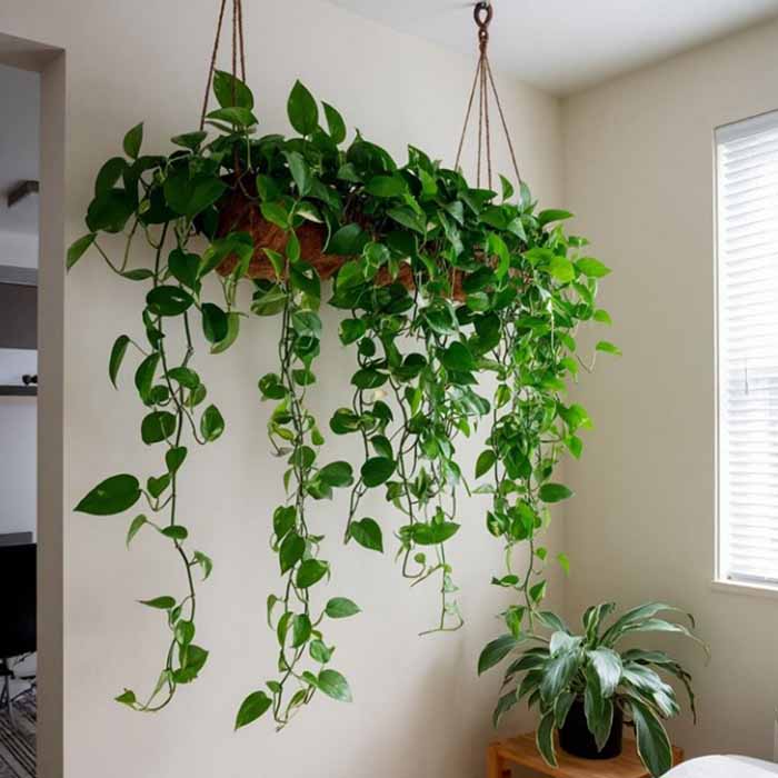 эпипремнум в подвесном ящике