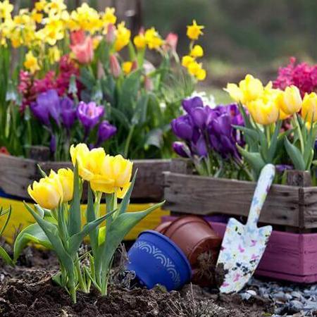 Любимые луковичные (5).jpg