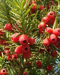 тисс ягодный купить