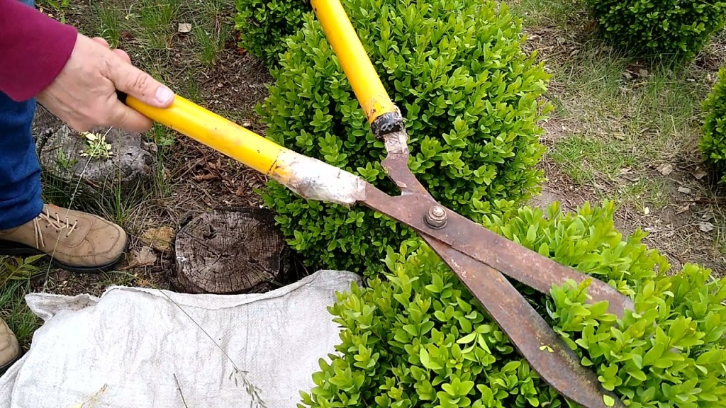 самш. обрезка.jpg самш. обрезка.jpg