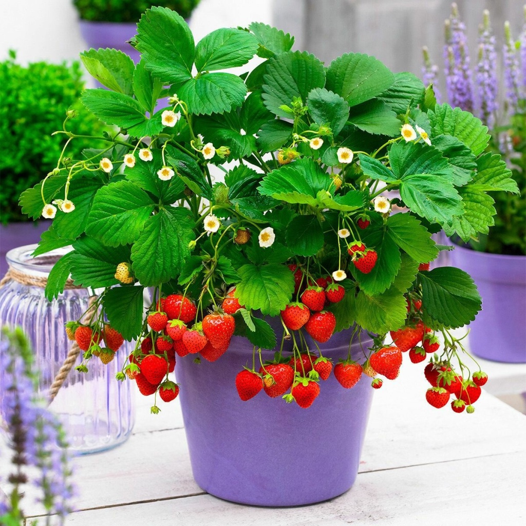 урожай клубника