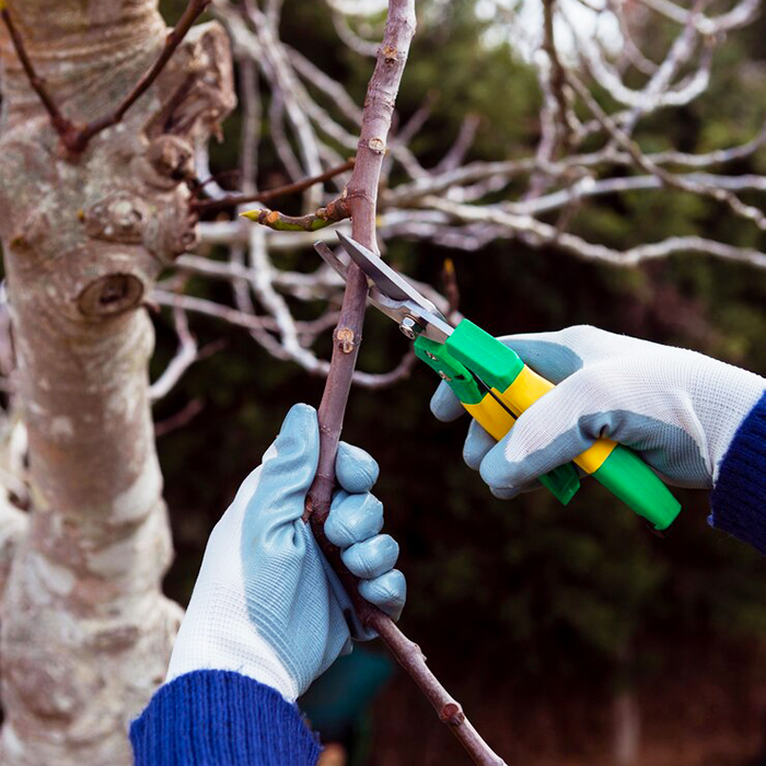 обрезка веток секатором