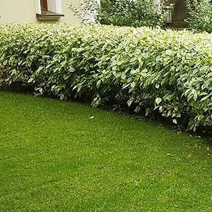 Дерен в живой изгороди 