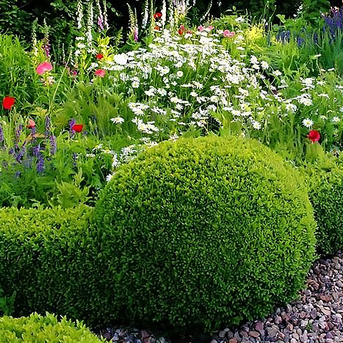 самшит в живой изгороди