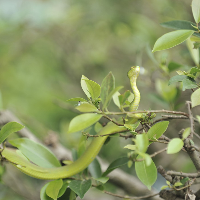 змея в живой природе
