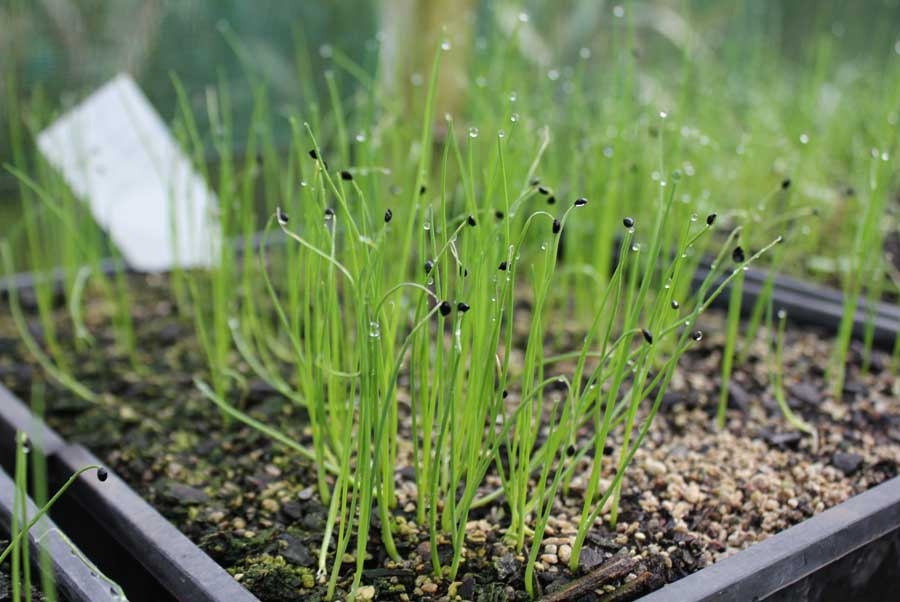 сем. порей.jpg