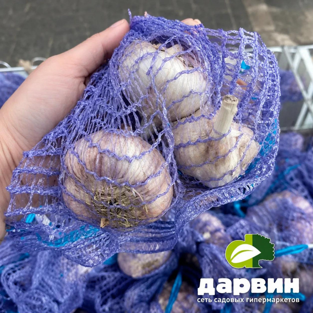 чеснок
