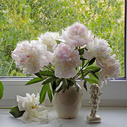 пионы в вазе пионы в вазе