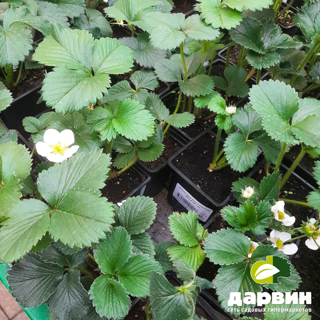 Садовая земляника рассада
