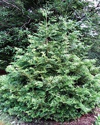 купить туевик