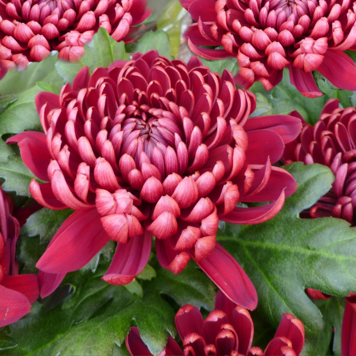 хризантемы