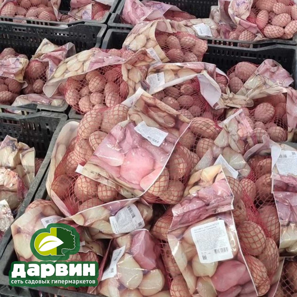 картофель