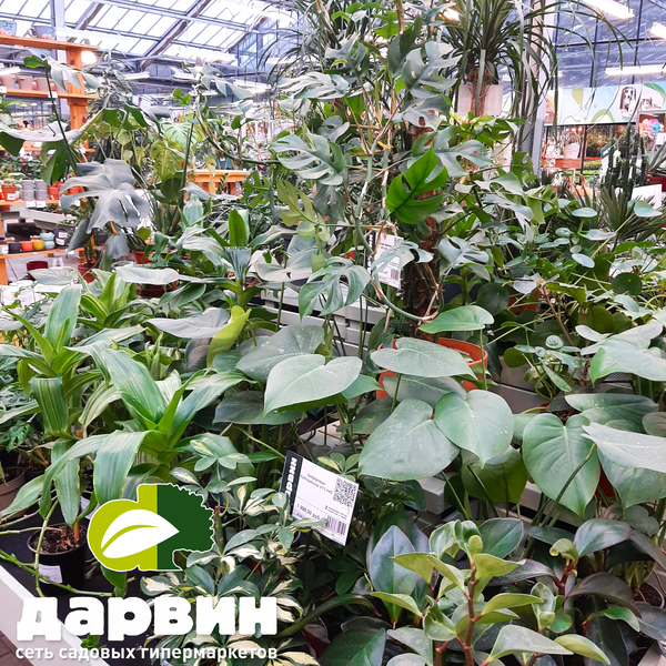 лиственные комнатные растения