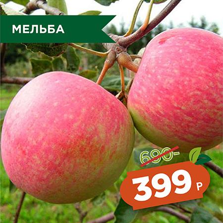 Мельба.jpg Мельба.jpg