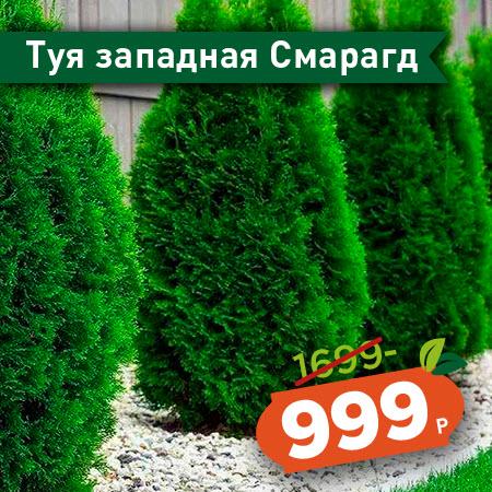 Распродажа в дарвине на ленинградке