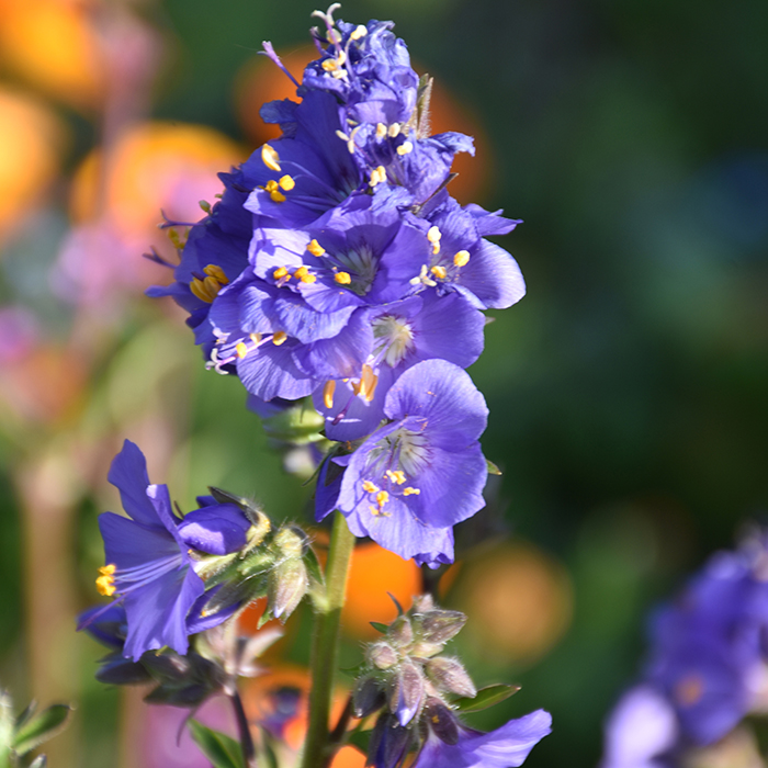 дельфиниум