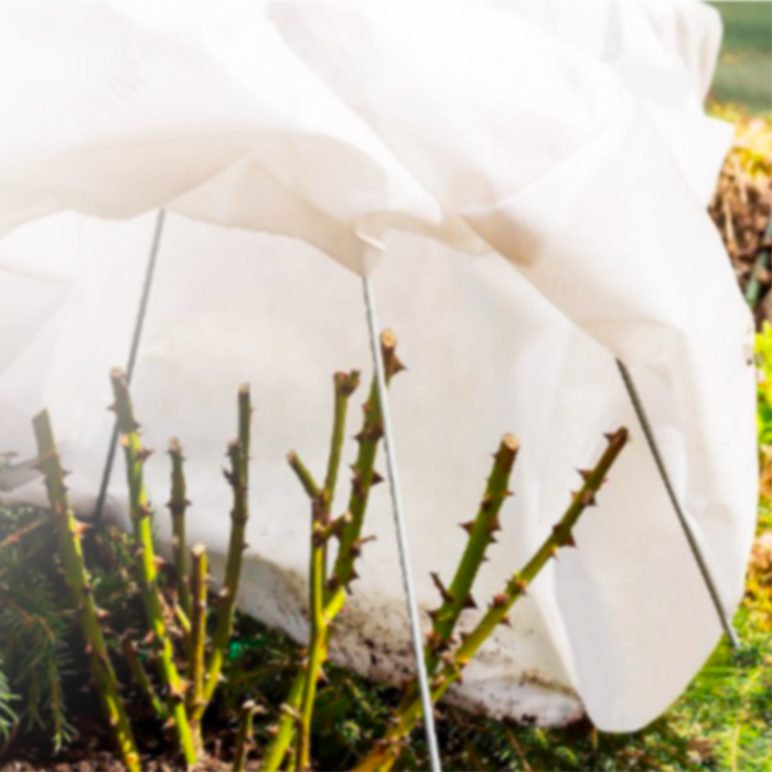 укрытые розы