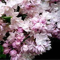 саженцы сирени саженцы сирени