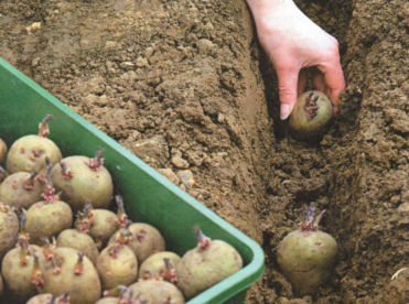 посадка картофеля