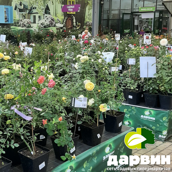 садовые розы