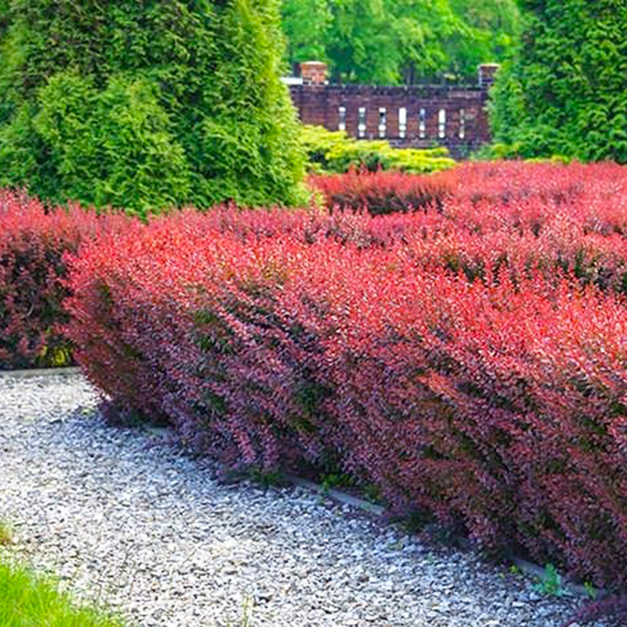 барбарис в живой изгороди 2 700х700.jpg