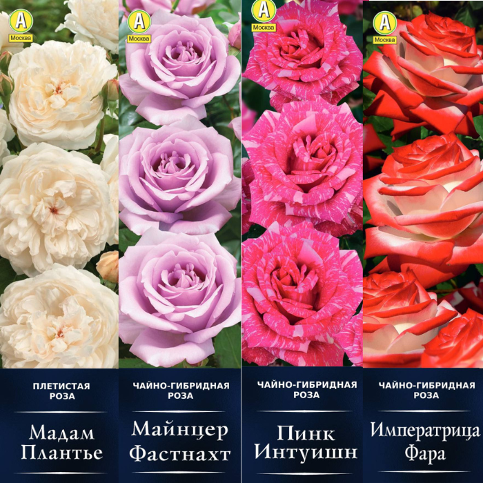 Розы в каперсах