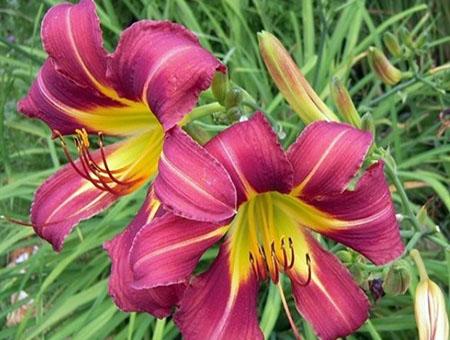 Новинка_Лилейник Пёрпл Вотерс_4.jpg