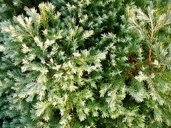 купить кипарис