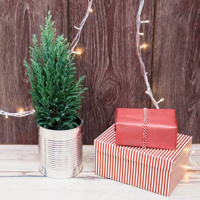 елочка мини в горшке 700Х700.jpg