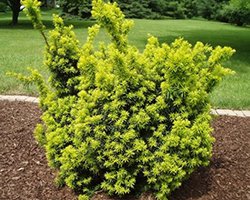 саженцы тисса купить