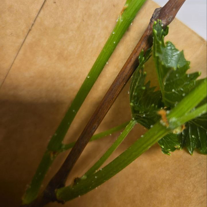 жемчужные железы