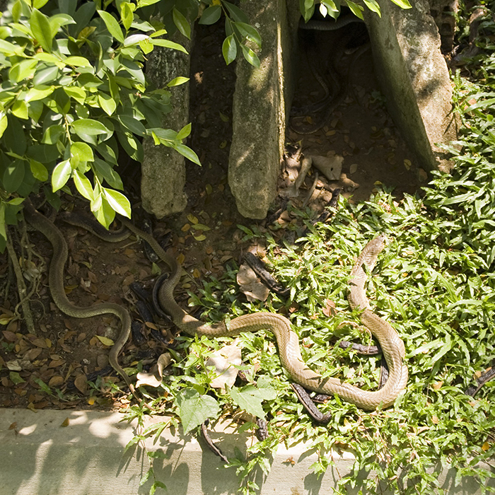 змея в живой природе на земле