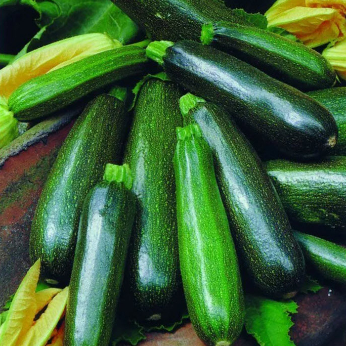 цукини черный красавец