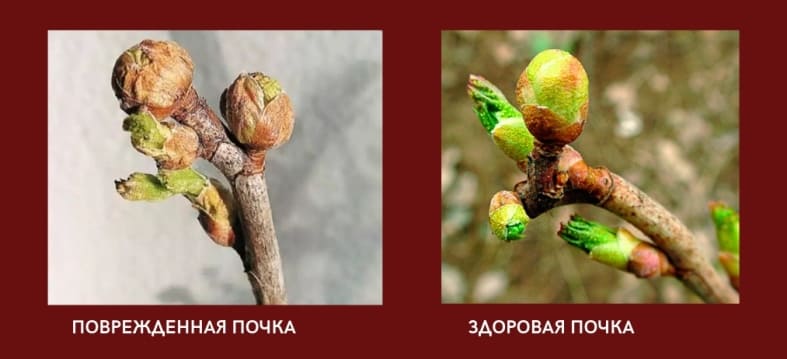 март смородина.jpg