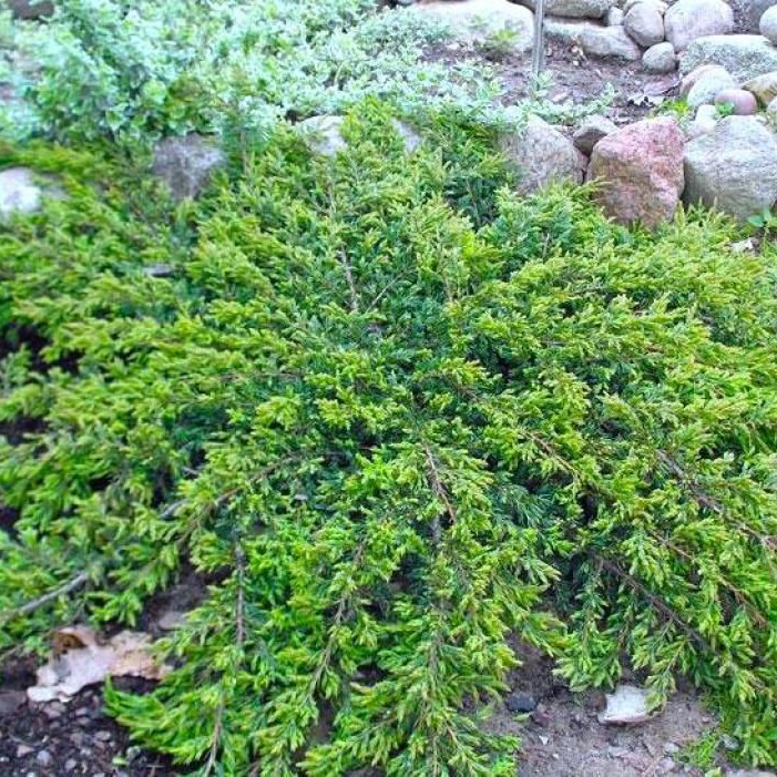 Можжевельник обыкновенный Репанда v2 Lav.jpg